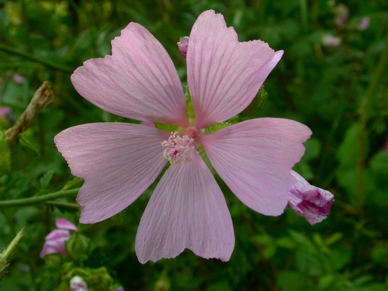 Fiori dalla Maremma